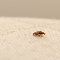 Top 7 bed bug-infested places